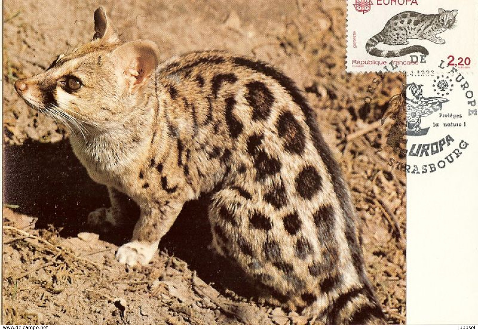 FRANCE  MC, Genet   /  Carte Maximume, Genette  1986 - Big Cats (cats Of Prey)