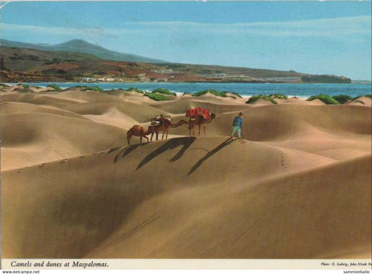 132156 - Maspalomas - Spanien - Kamele Und Dünen - Gran Canaria