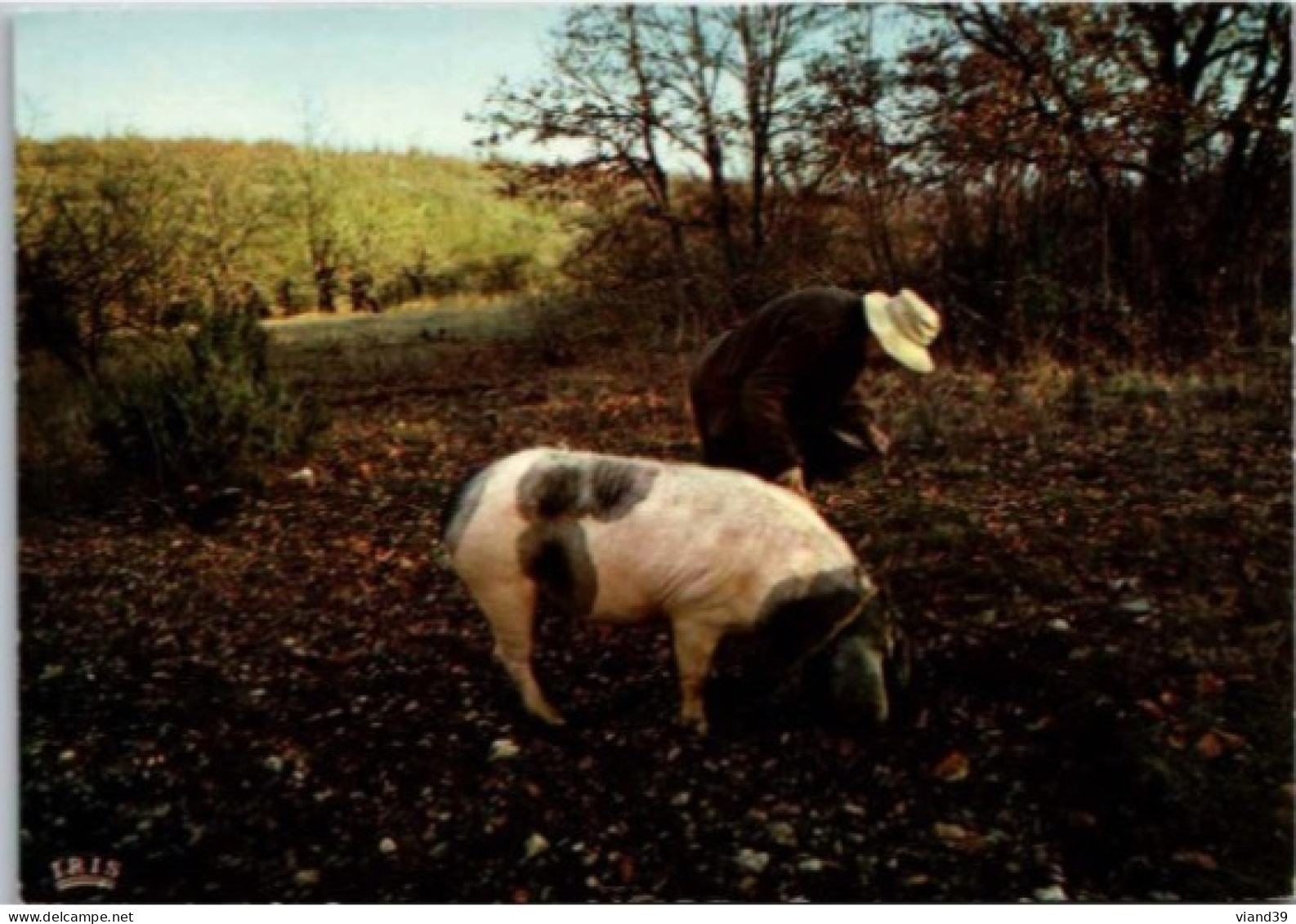 Perigord Pittoresque. -  Cochon Chercheur De Truffes.   Carte Datée De 1973 - Aquitaine