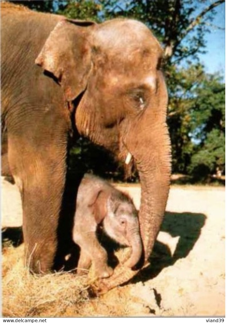 ZOO De La PALMYRE. -  Alix Et Son Bébé Homaline Né Au Zoo Le 26 Octobre 1995.  Photo Thierry Petit. Non Circulée - Elephants