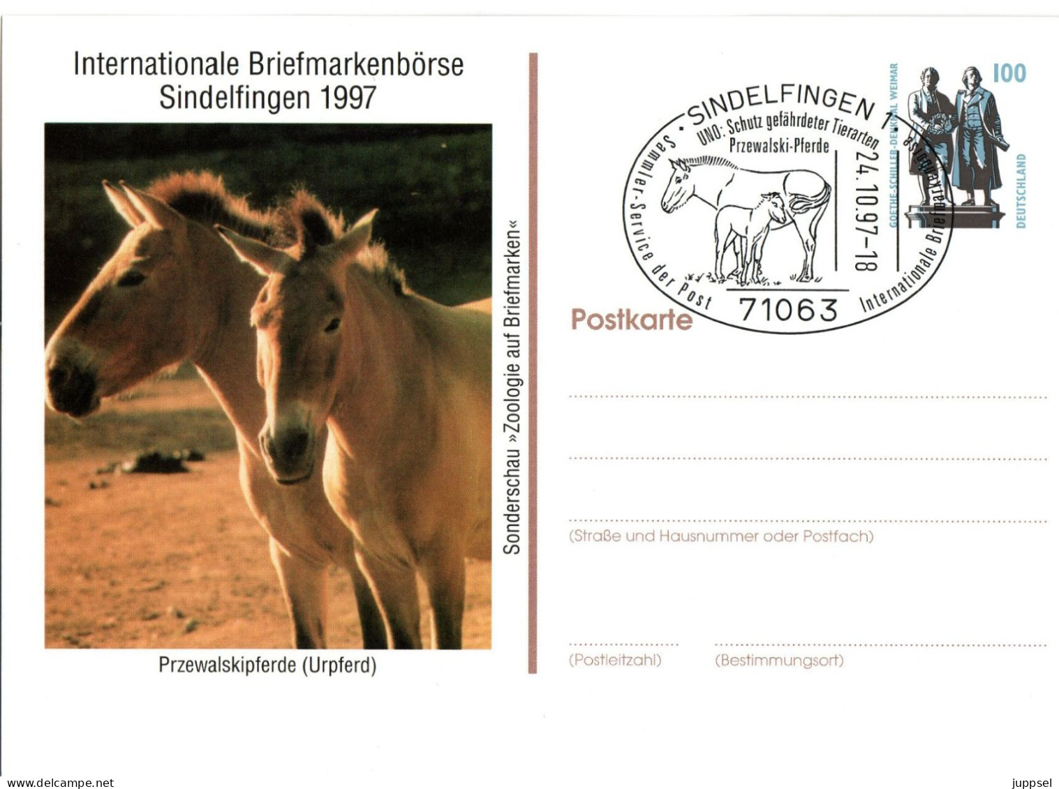 GERMANY  Postcard, Przewalski`s Horse  /    ALLEMAGNE   Carte Postale, Cheval De Przewalski   1997 - Chevaux