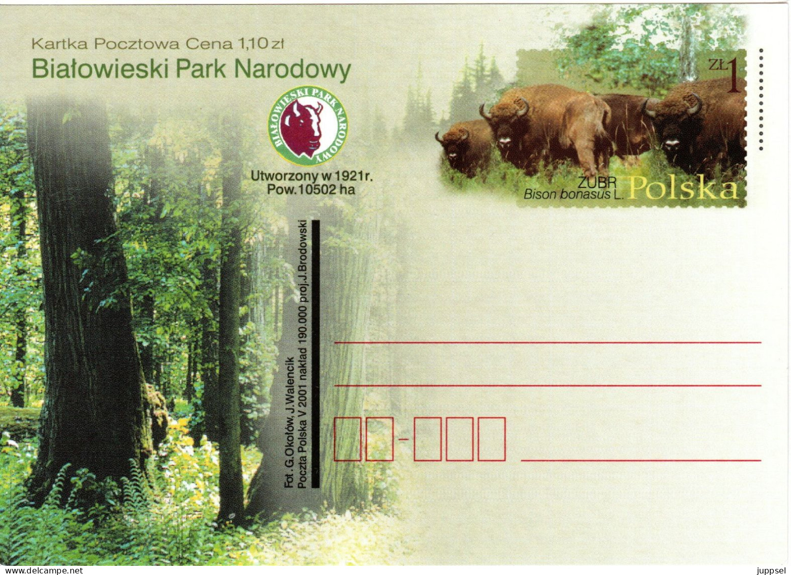 POLAND, Postcard, Bison     /    POLOGNE, Carte Postal, Bison - Wild