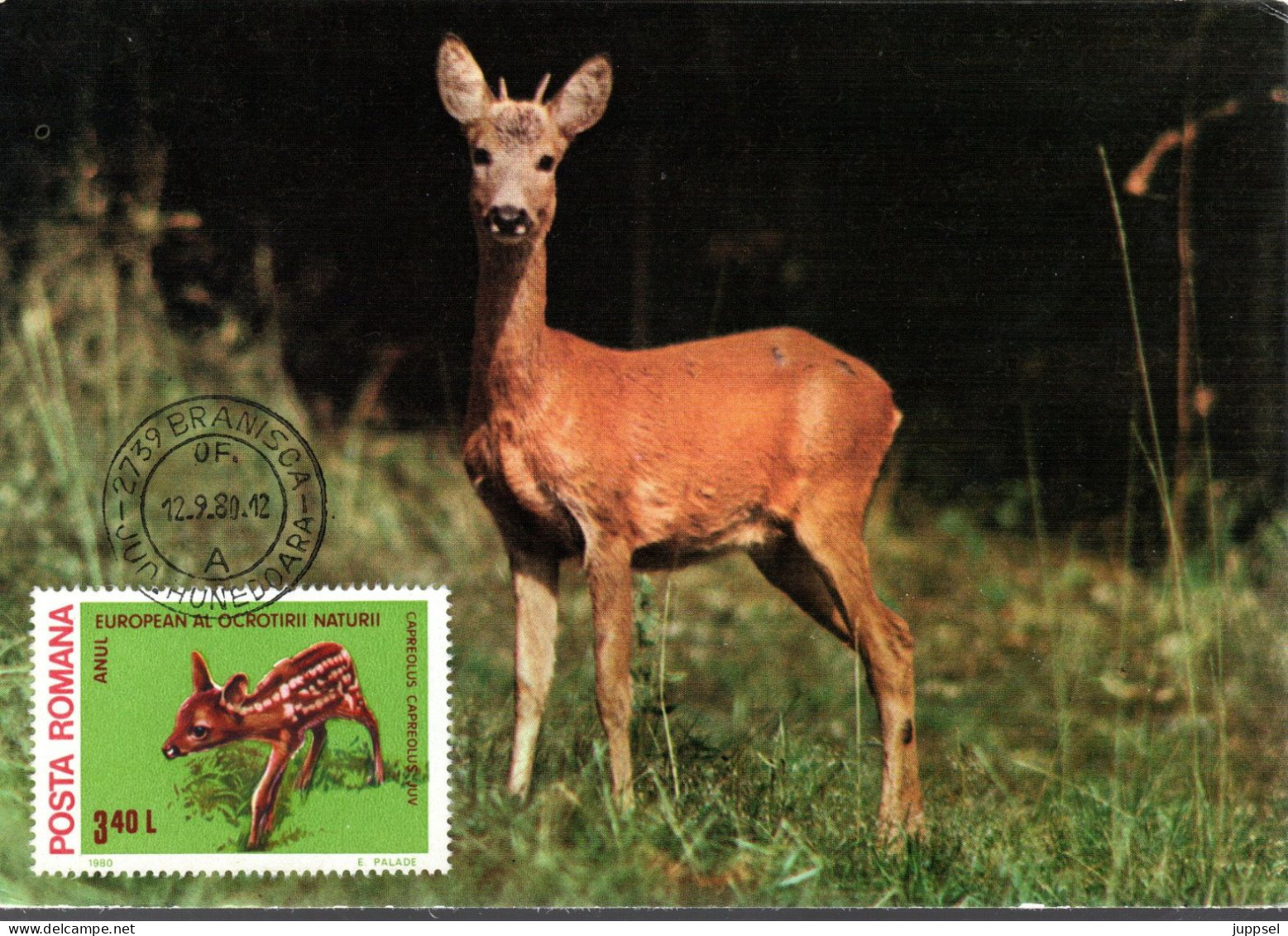 ROMANIA Postcard, Deer      /    RUMANIE  Carte Postal, Chevreuil, Faon - Gibier