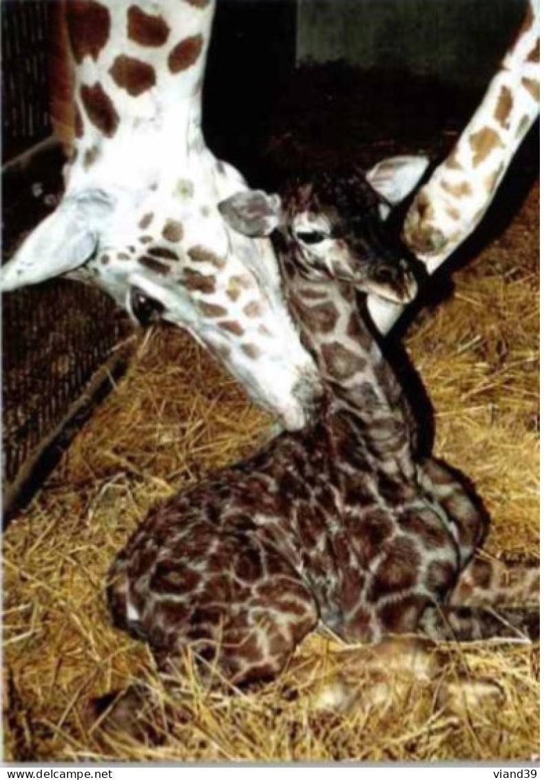 ZOO De La PALMYRE. -  Girafe Zoe Et Son Bébé Avila Née Au Zoo Le 15 Octobre 1993.  Non Circulée - Girafes