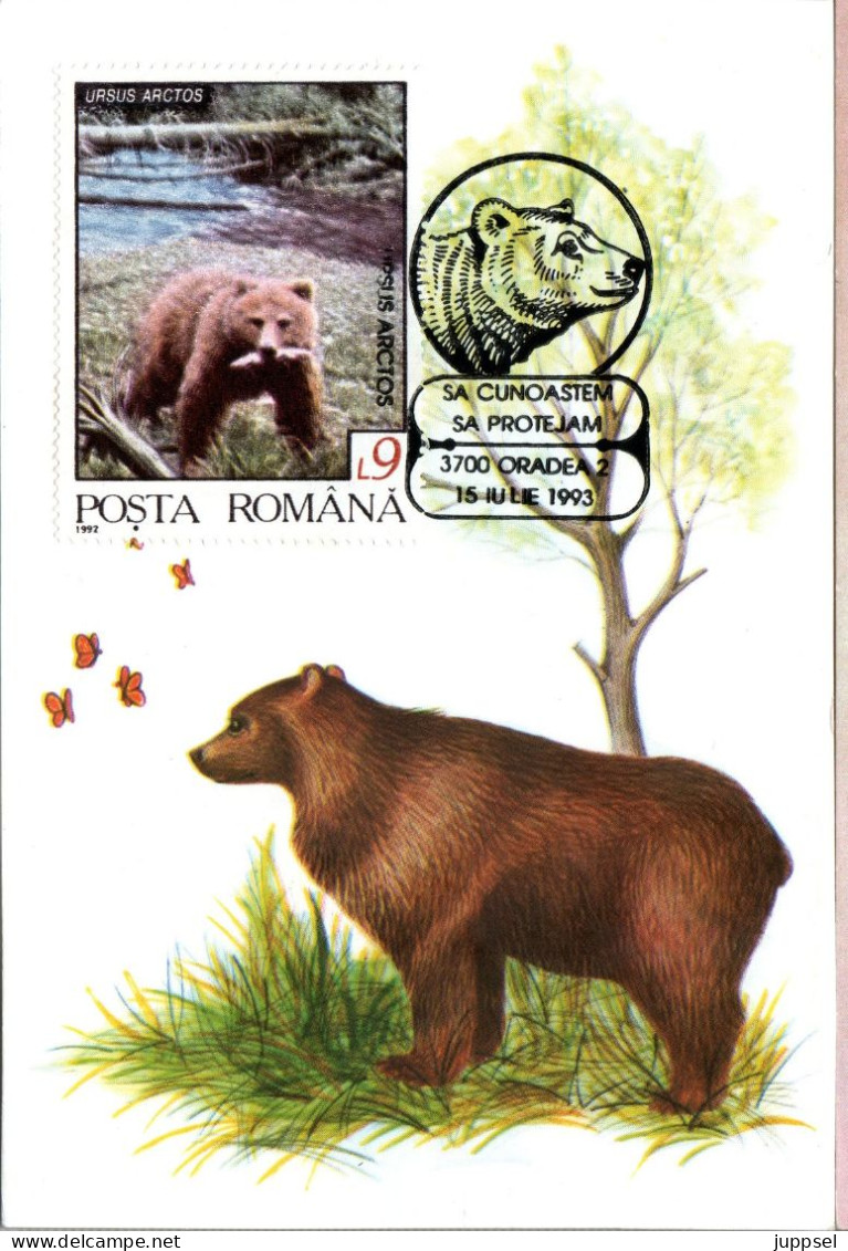 ROMANIA Postcard, Brown Bear    /    RUMANIE  Carte Postal, L`ours Bruin - Bears