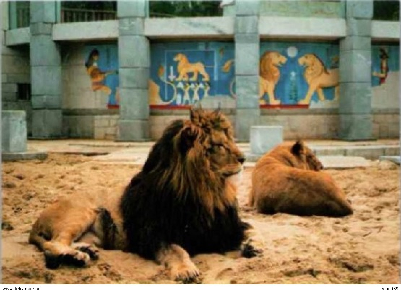 Zoo De La PALMYRE. -  Lions De L'Atlas. Photo Thierry Petit - Leones