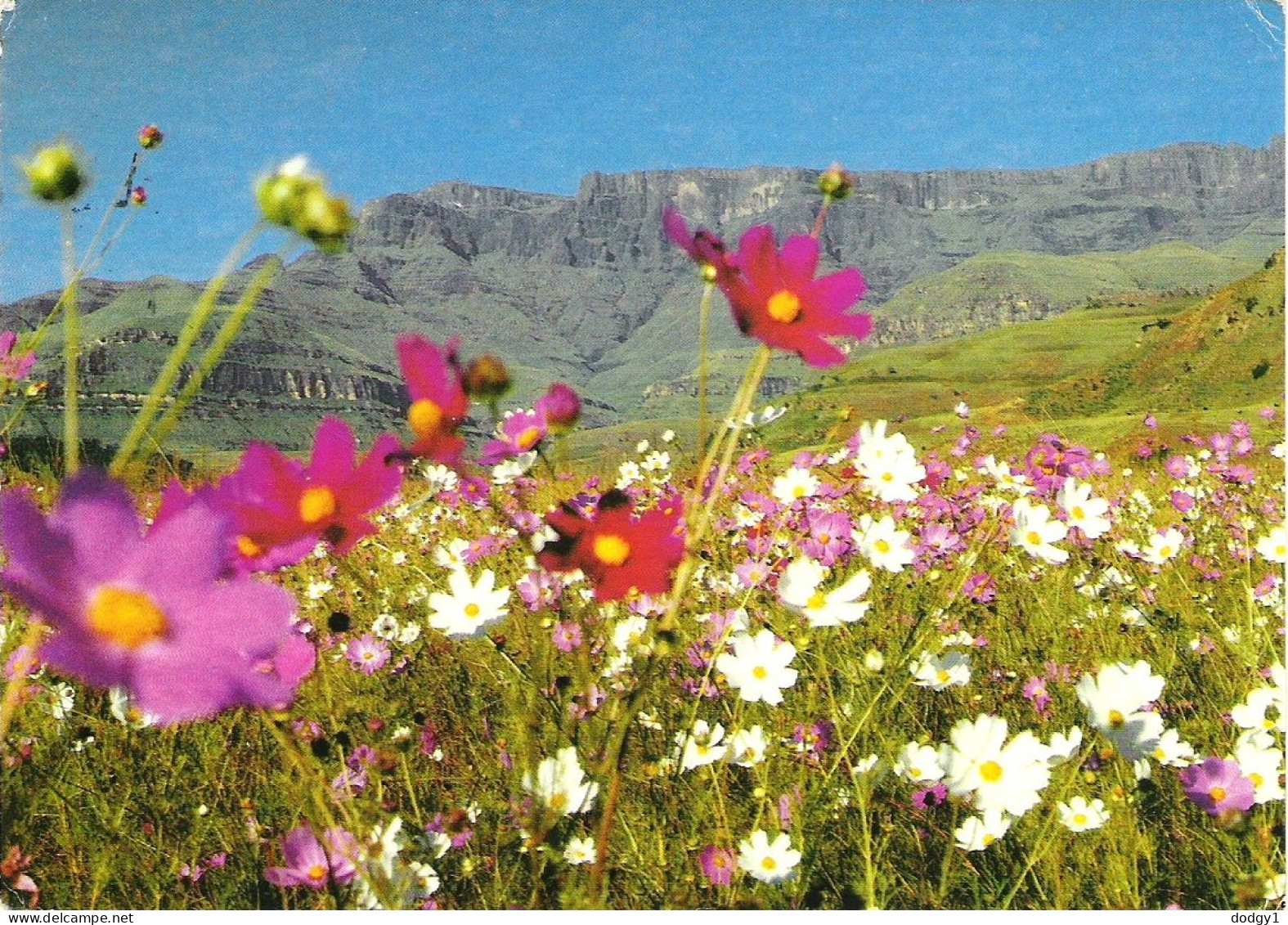 COSMOS, FLOWERING IN NATAL, SOUTH AFRICA. Circa 1984 USED POSTCARD M7 - Zuid-Afrika