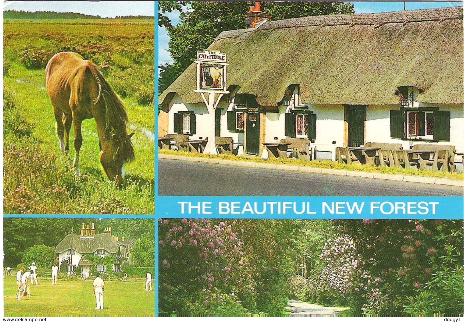 SCENES FROM THE NEW FOREST, HAMPSHIRE. USED POSTCARD M7 - Sonstige & Ohne Zuordnung