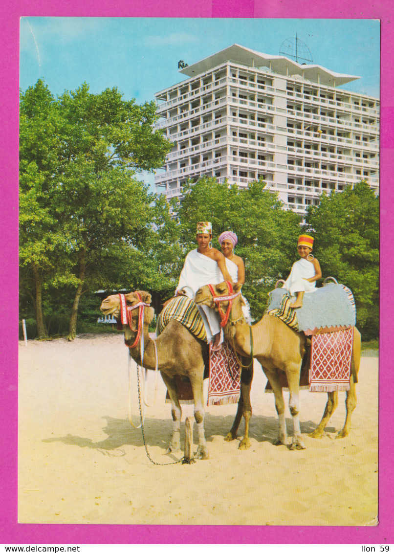 311033 / Bulgaria - Sunny Beach - Attractive Camel Ride In Front Of Hotel "Globus" PC Photo Miroslav Renč SO 615A/9-31 - Hotel's & Restaurants