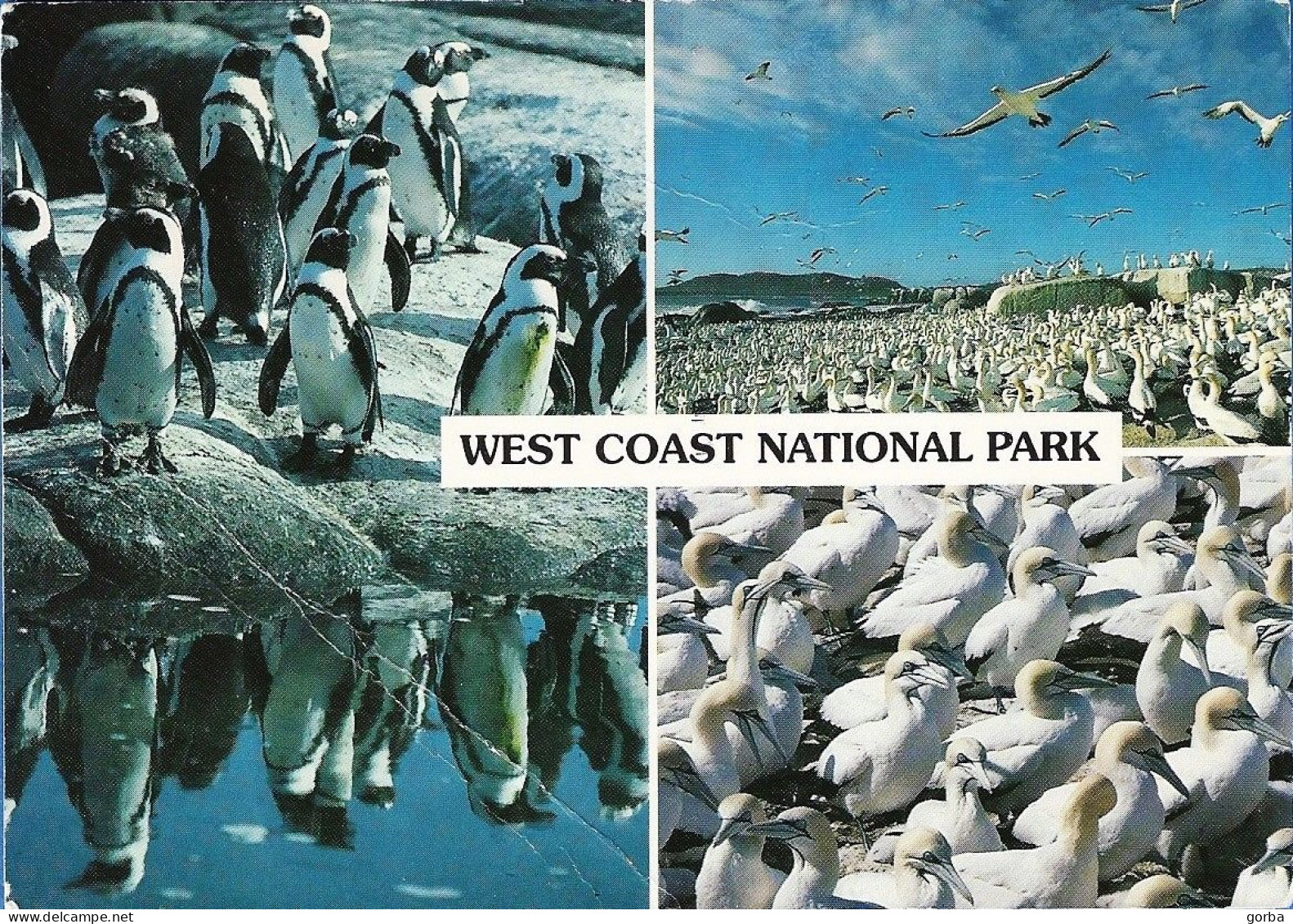 *CPM - AFRIQUE Du SUD - West Coast National Park - Manchots Et Fous De Bassan Du Cap - - South Africa