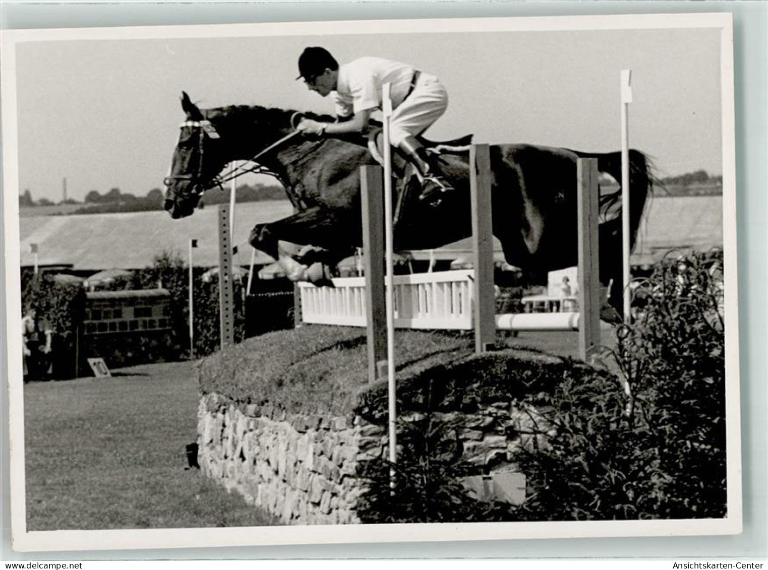 10639003 - Sonnenglanz H. G. Winkler Springreiten - Chevaux