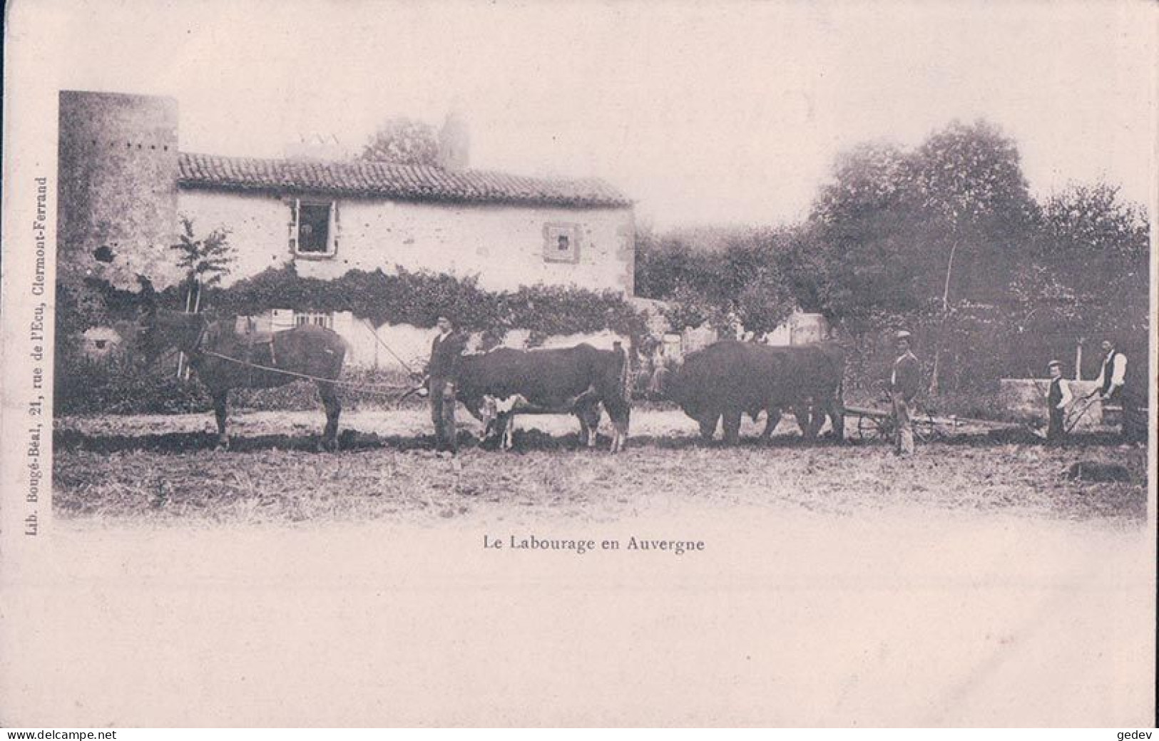 Au Temps Des Labours, Attelage De 4 Boeufs Et D'un Cheval à La Charrue En Auvergne (21) - Equipos