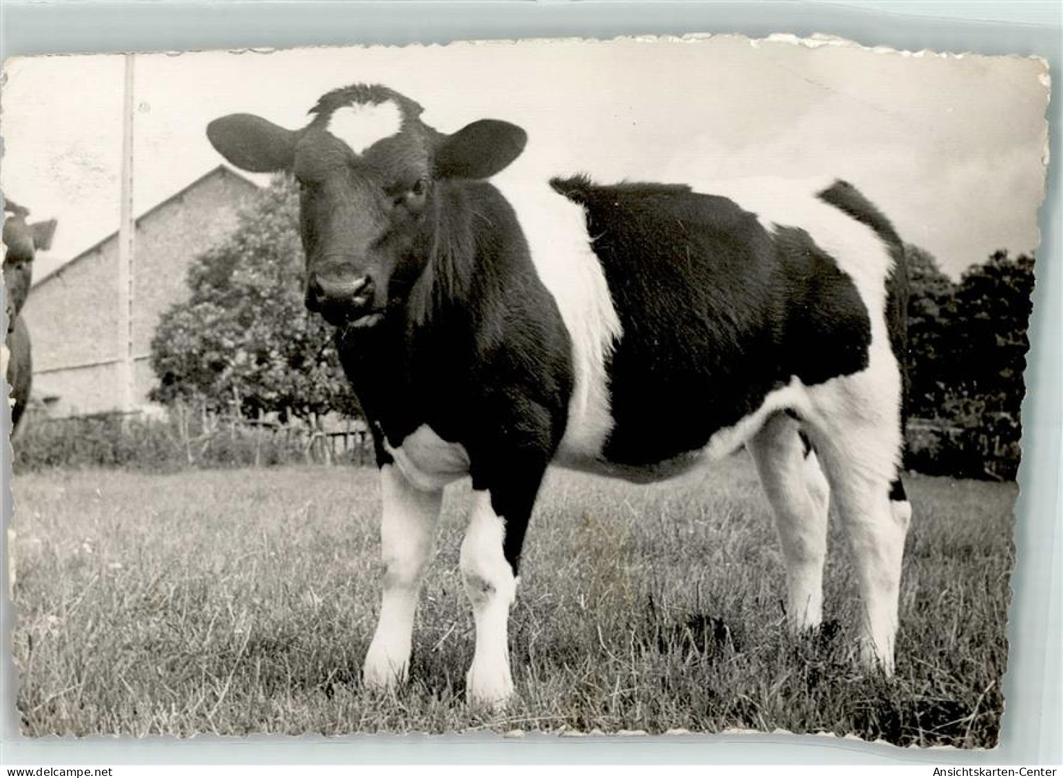 39159203 - Scan Verzogen - Vacas