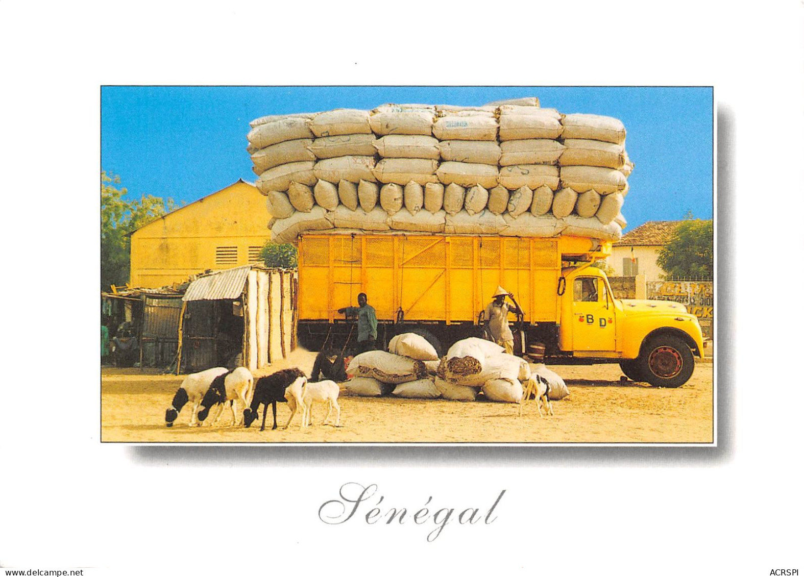 SENEGAL Transport Du Foin 13(scan Recto-verso) MA980 - Senegal