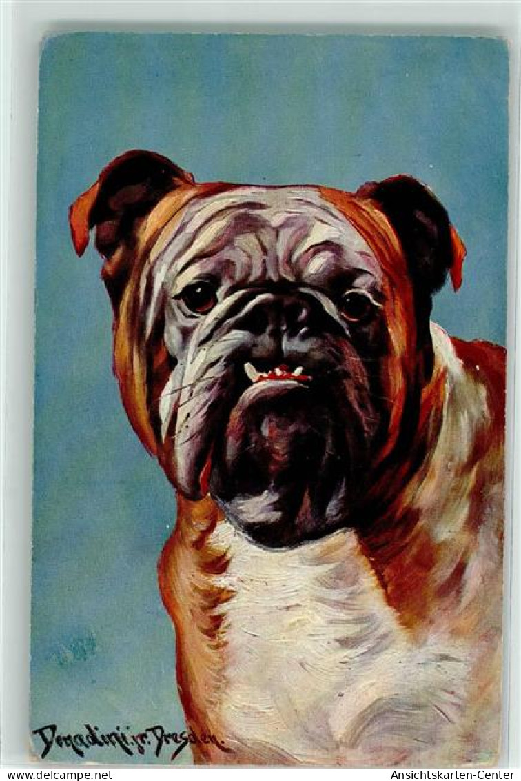 39197003 - Donadini Jr.  Bulldogge Mops Hund AK - Donadini, Antonio