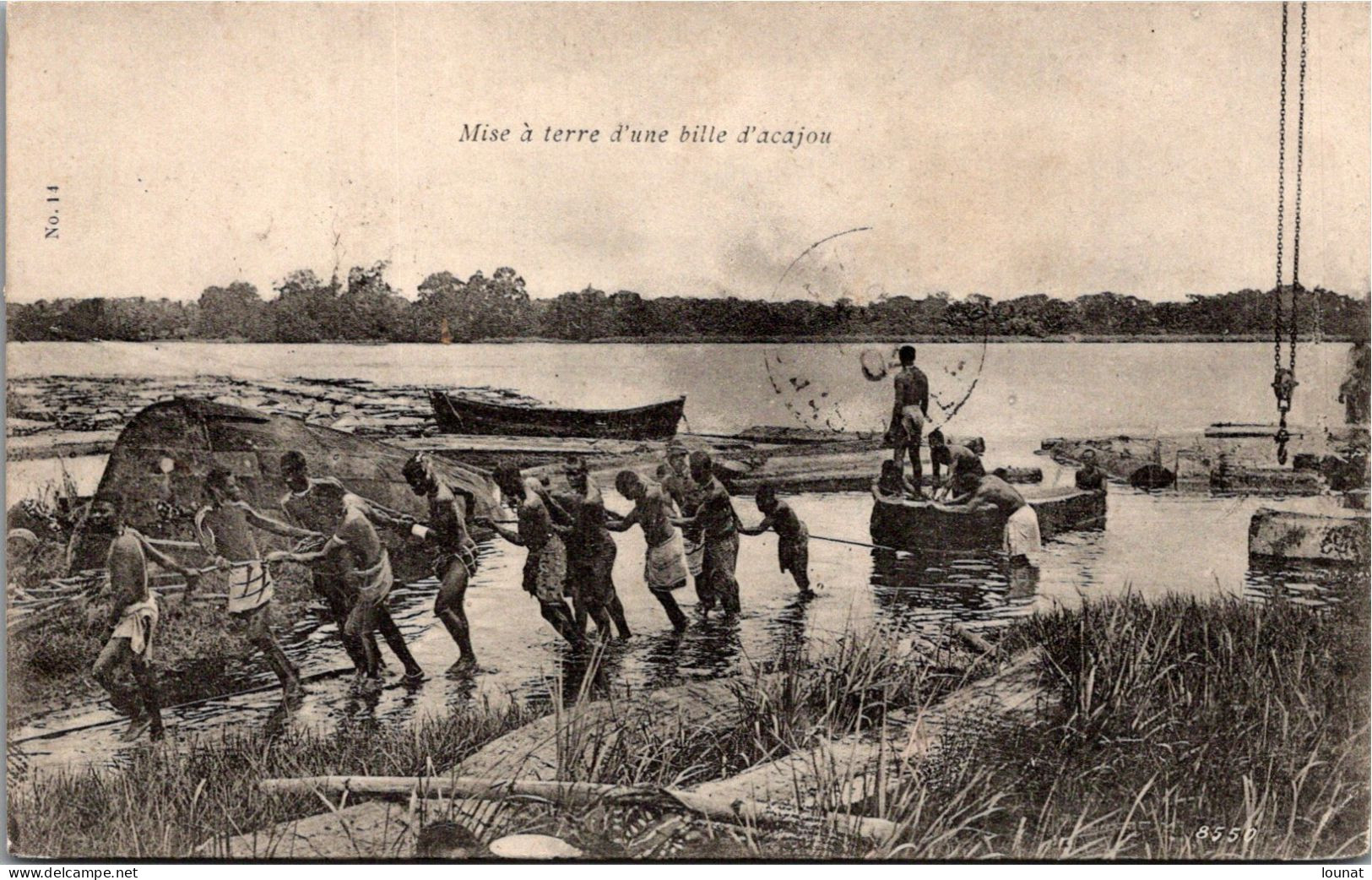 Mise à Terre D'une Bille D'Acajou  - Afrique - Côte-d'Ivoire