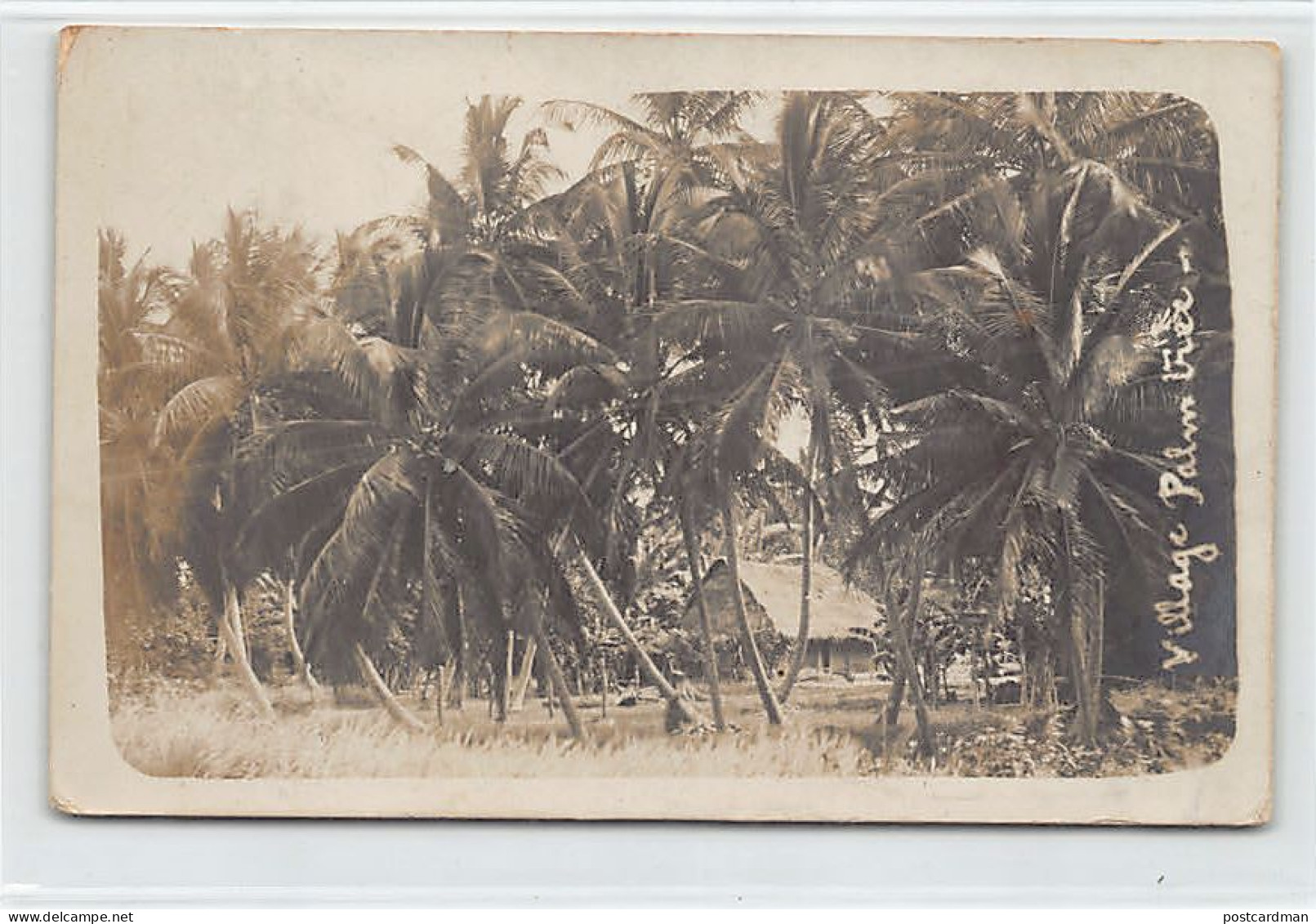 Nigeria - Village Palm Tree - REAL PHOTO - Publ. Unknown  - Nigeria
