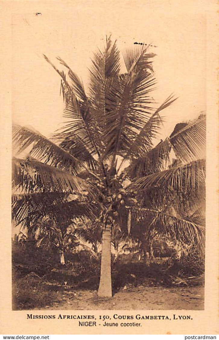 Nigeria - Young Coconut Tree - Publ. African Missions Of Lyon (France)  - Nigeria