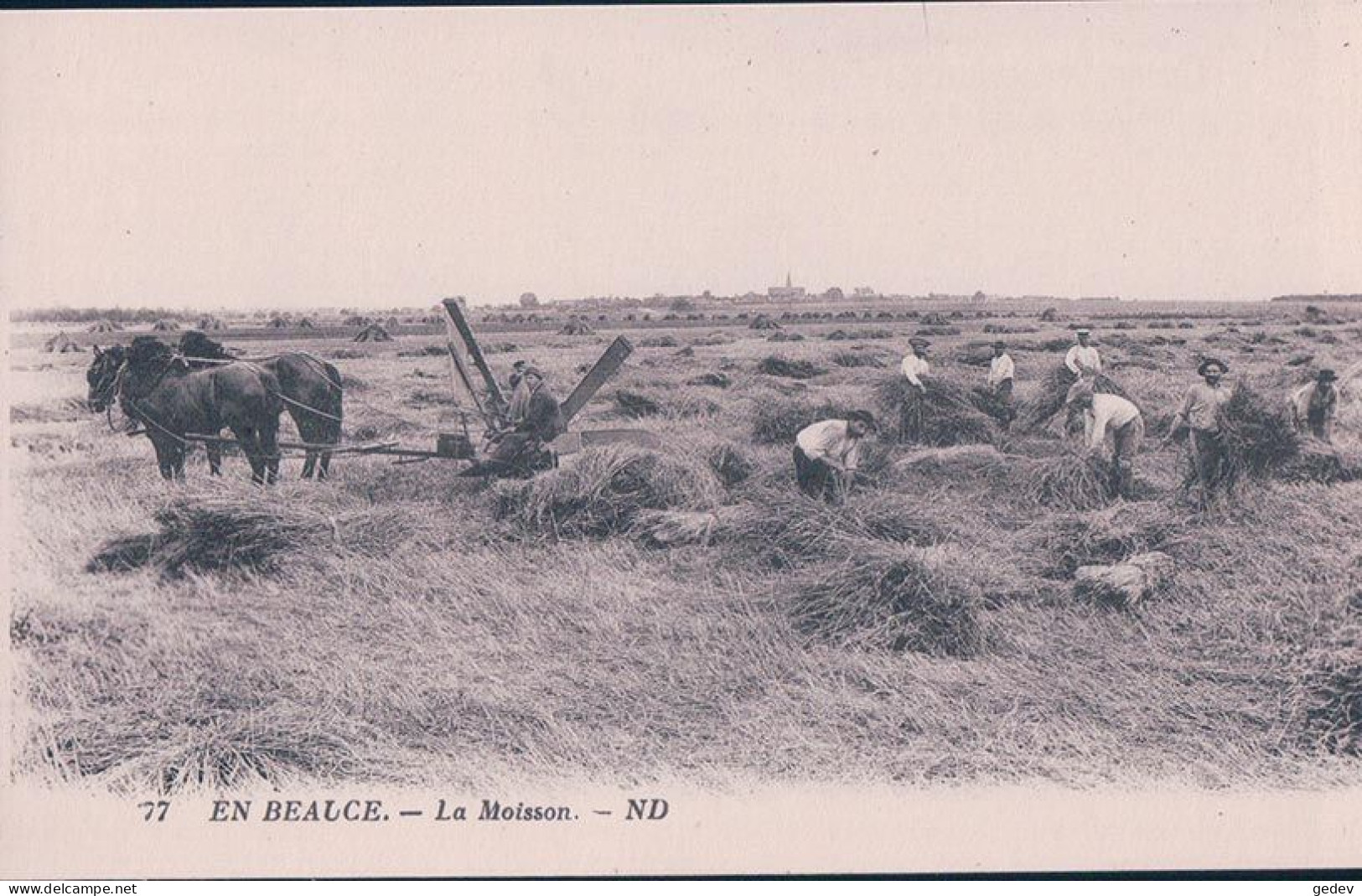 France, En Beauce, La Moisson, Attelage De 2 Cheveaux à La Moissonneuse (77) - Landwirtschaftl. Anbau