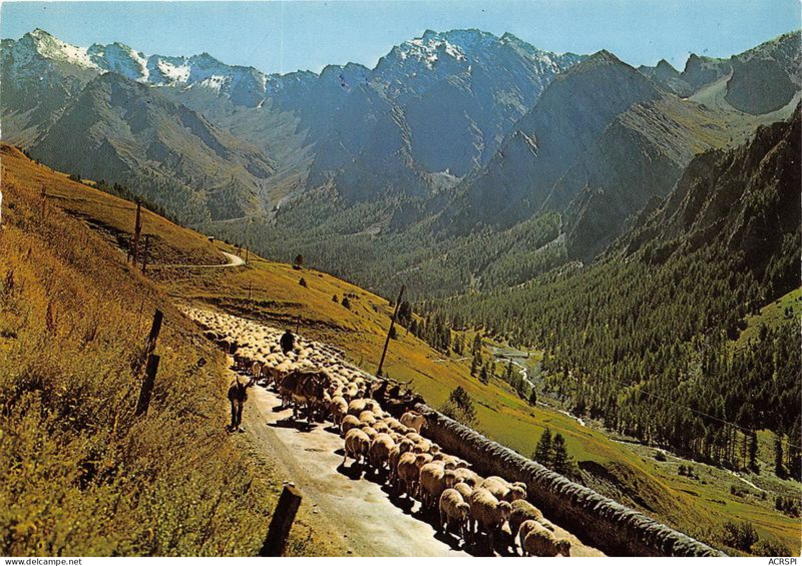  TRANSHUMANCE Mouton Moutons SAINT VERAN 32(scan Recto-verso) MA1086 - Crías