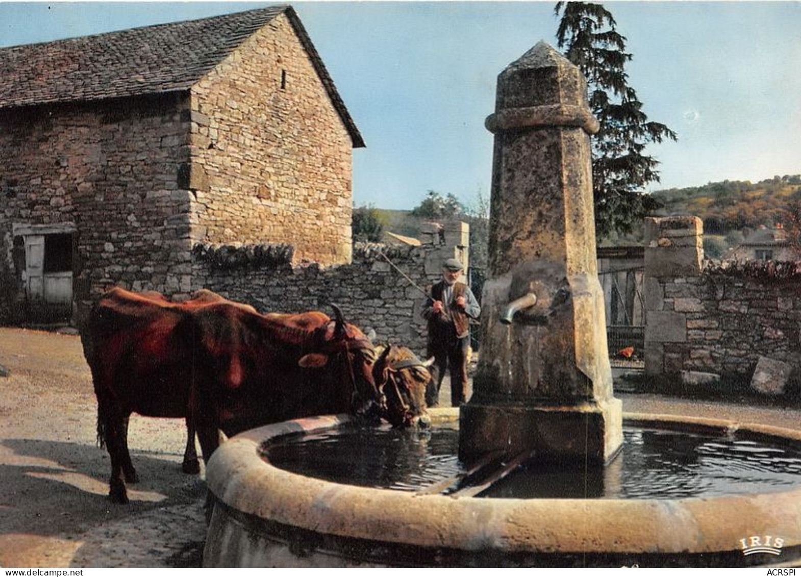  TRANSHUMANCE Mouton Moutons En Parcourant L Auvergne L Abreuvoir 11(scan Recto-verso) MA1086 - Viehzucht