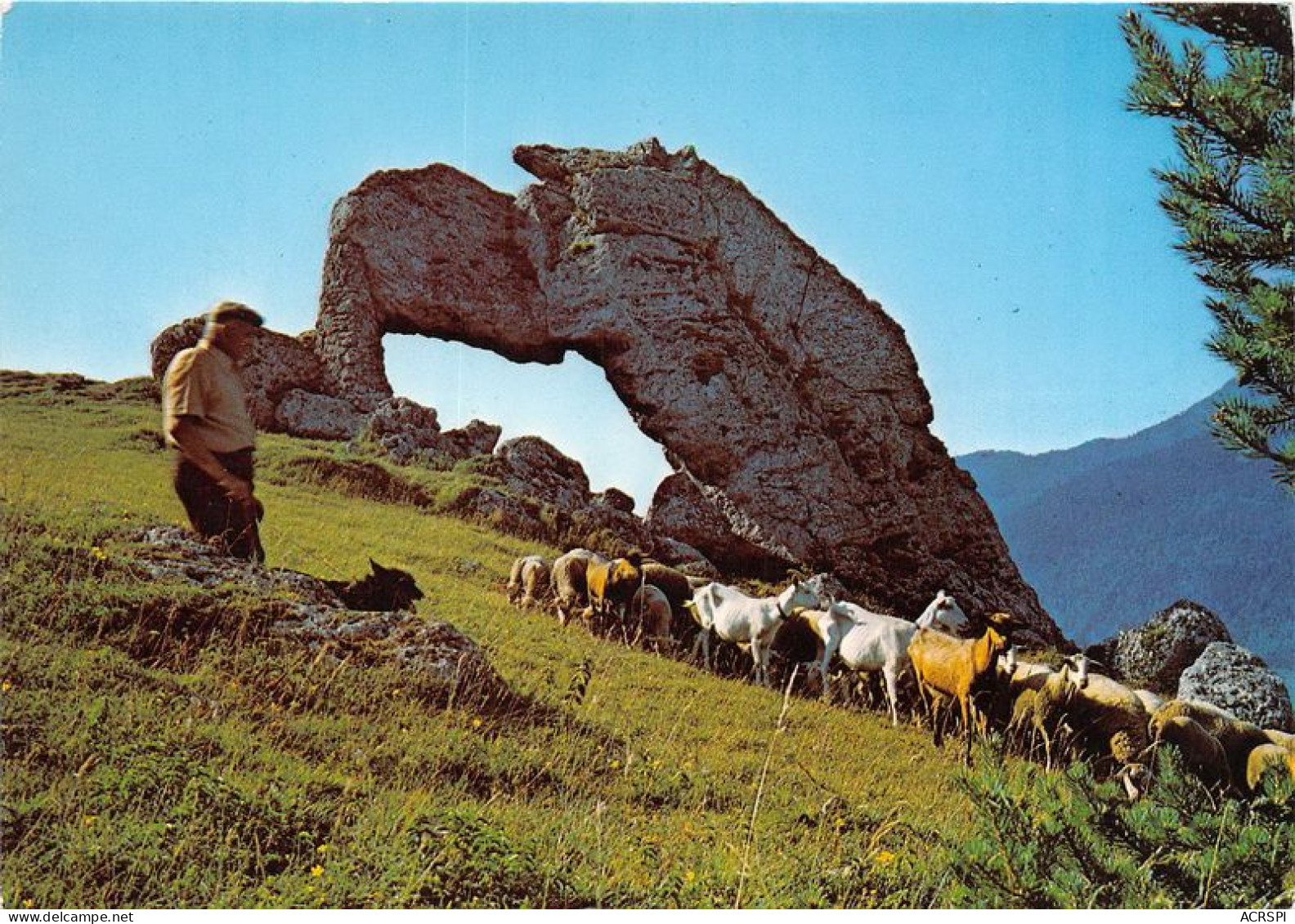  TRANSHUMANCE Mouton Moutons La Pierre Percee Une Des 7 Merveilles Du Dauphine 10(scan Recto-verso) MA1086 - Viehzucht