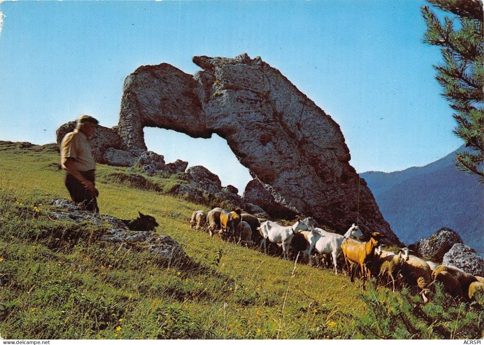  TRANSHUMANCE Mouton Moutons La Pierre Percee Une Des 7 Merveilles Du Dauphine 38 Isere 15(scan Recto-verso) MA1086 - Breeding