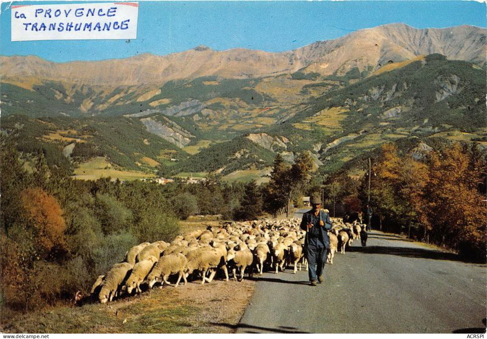  TRANSHUMANCE Mouton Moutons Paysages De Provence  6(scan Recto-verso) MA1086 - Viehzucht