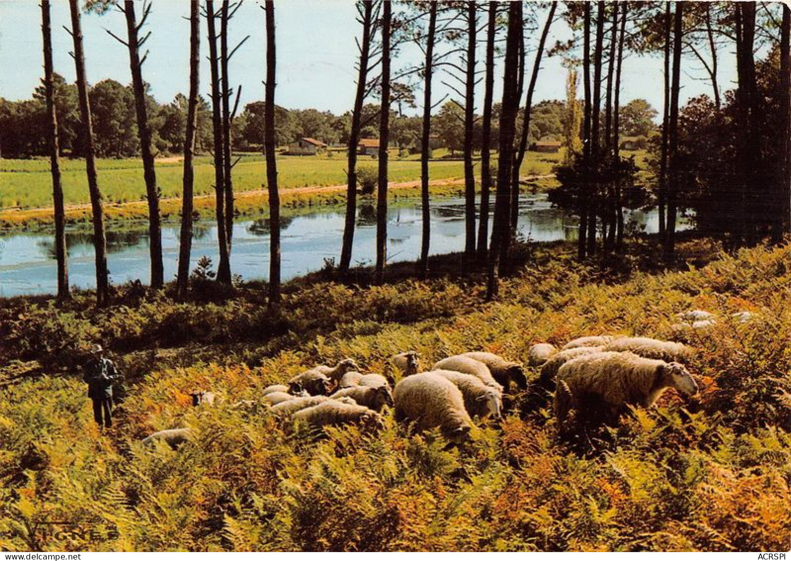  TRANSHUMANCE Mouton Moutons Troupeau De Moutons En Paturage Visage Des Landes 4(scan Recto-verso) MA1086 - Viehzucht