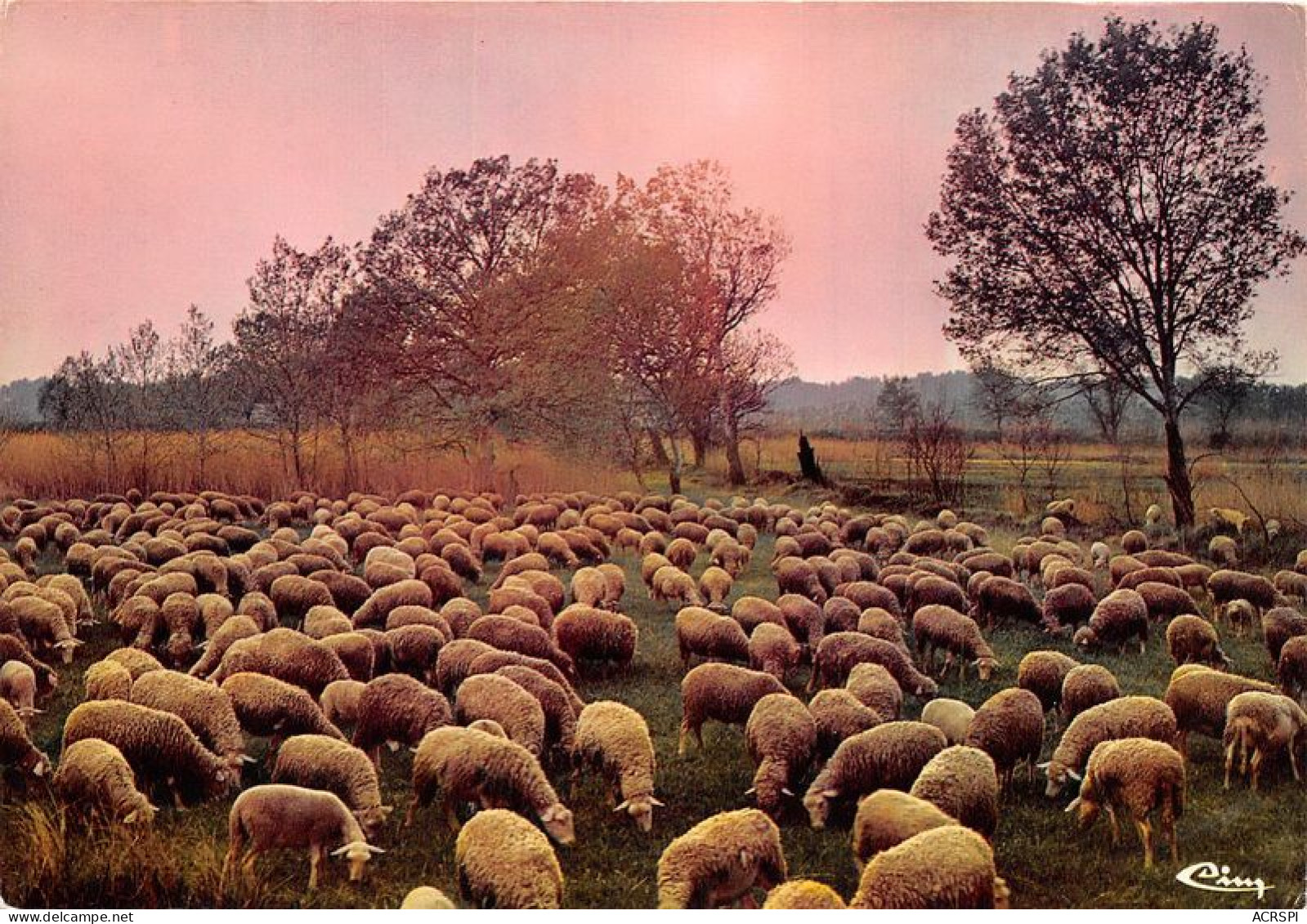  TRANSHUMANCE Mouton Moutons Notre Belle France Pastorale 14(scan Recto-verso) MA1086 - Viehzucht