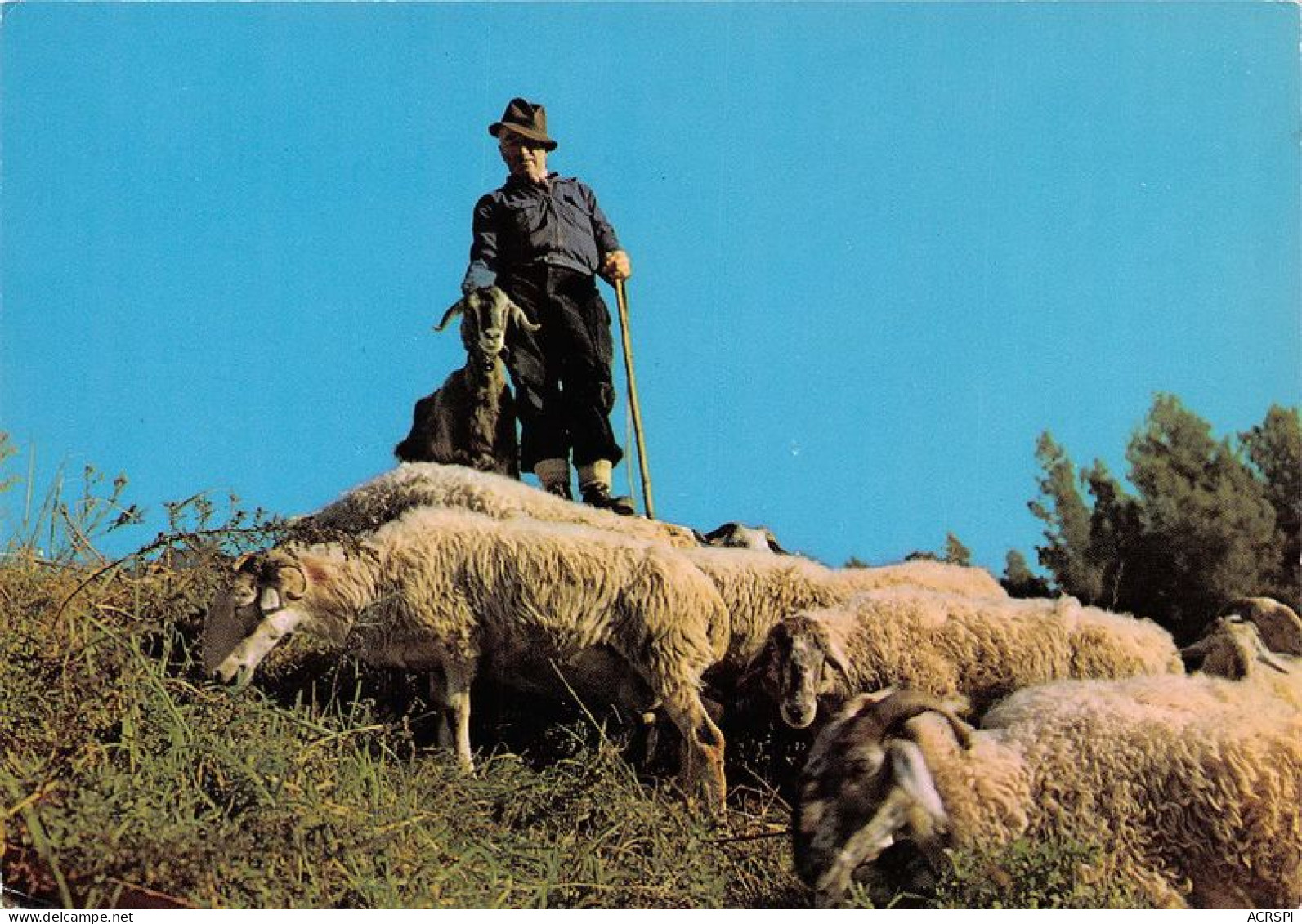  TRANSHUMANCE Mouton Moutons Dans Nos Montagnes Moutons Au Paturage 16(scan Recto-verso) MA1086 - Viehzucht