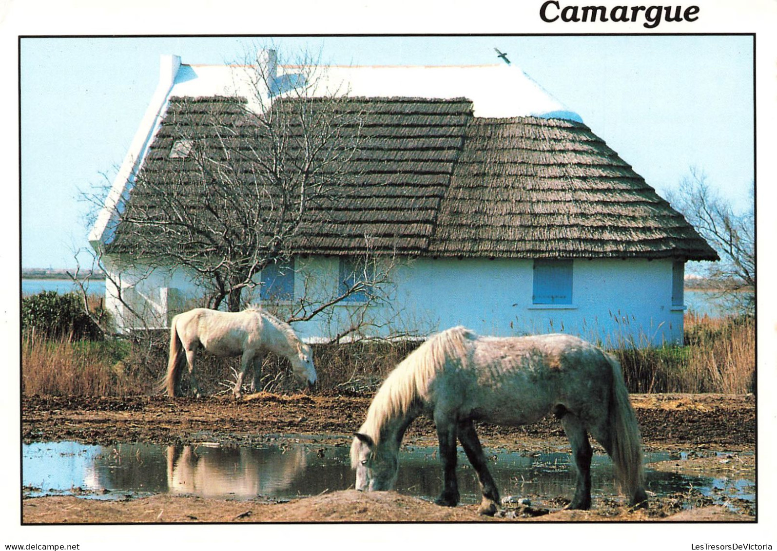 ANIMAUX & FAUNE - Camargue - Camargue Avec Les Gardians - Chevaux - Carte Postale - Chevaux