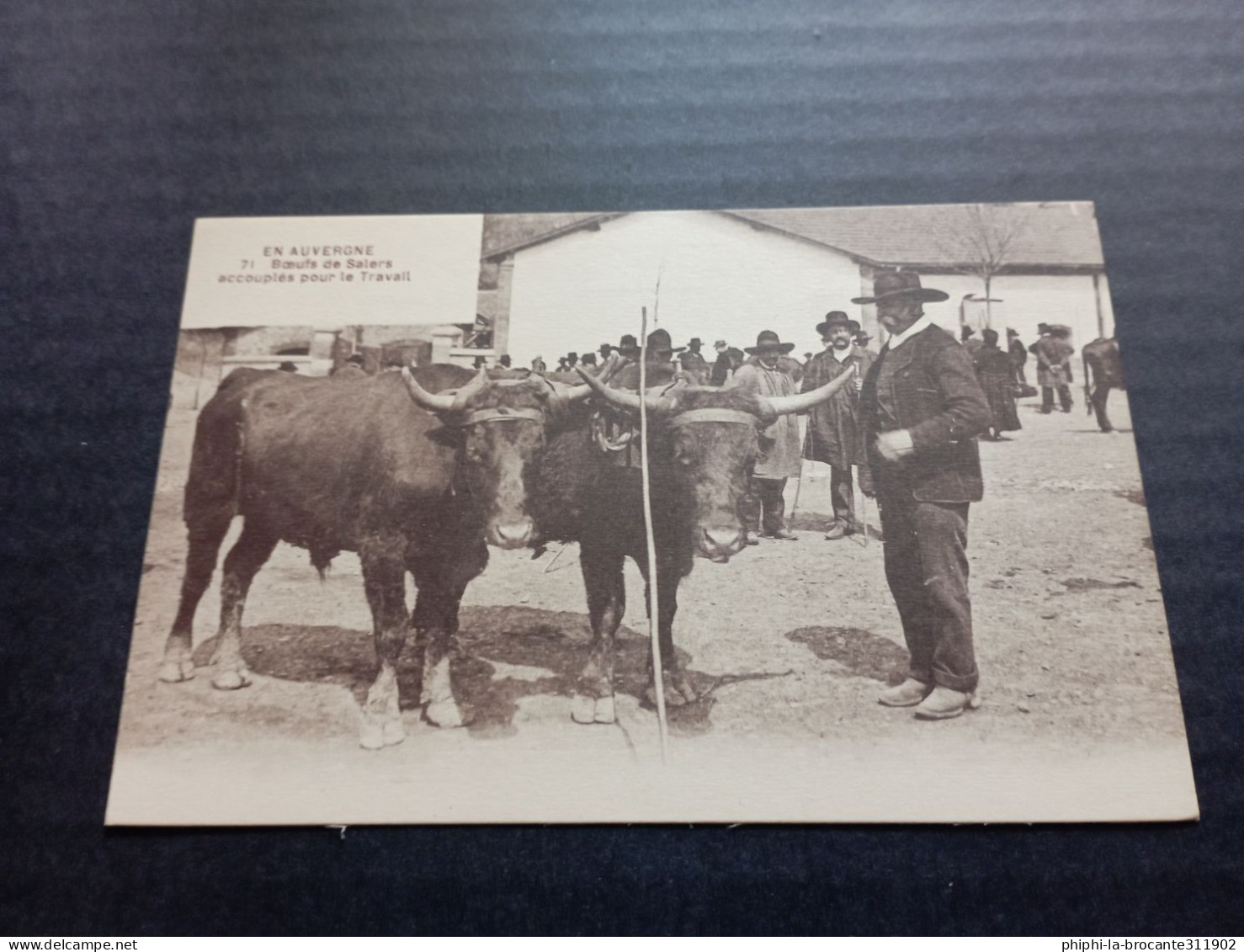 H12/251- Bœufs De Salers Accouplés Pour Le Travail - Wagengespanne