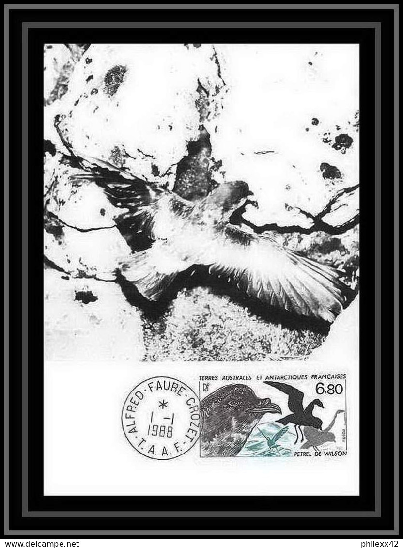 1239 TAAF Antarctic Terres Australes Carte Maximum 132 Petrel Oiseaux (birds) TAAF Antarctic Terres Australes - Storia Postale