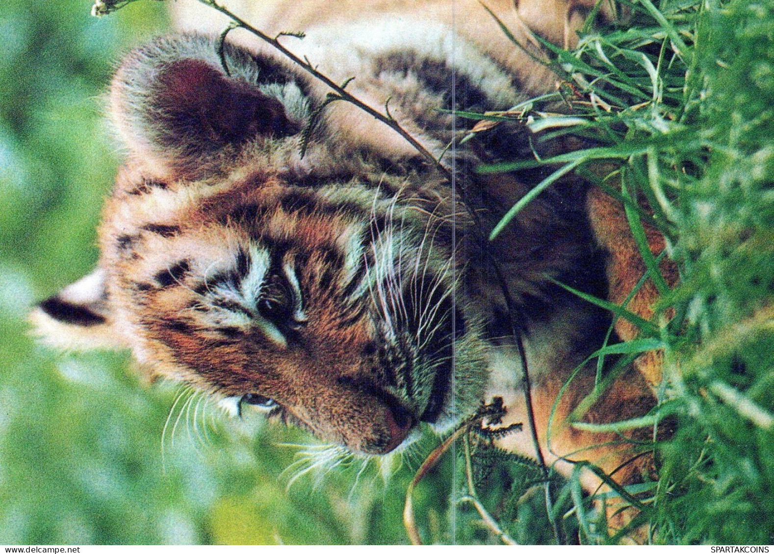TIGRE GRANDE GATTO Animale Vintage Cartolina CPSM #PAM028.A - Tigri