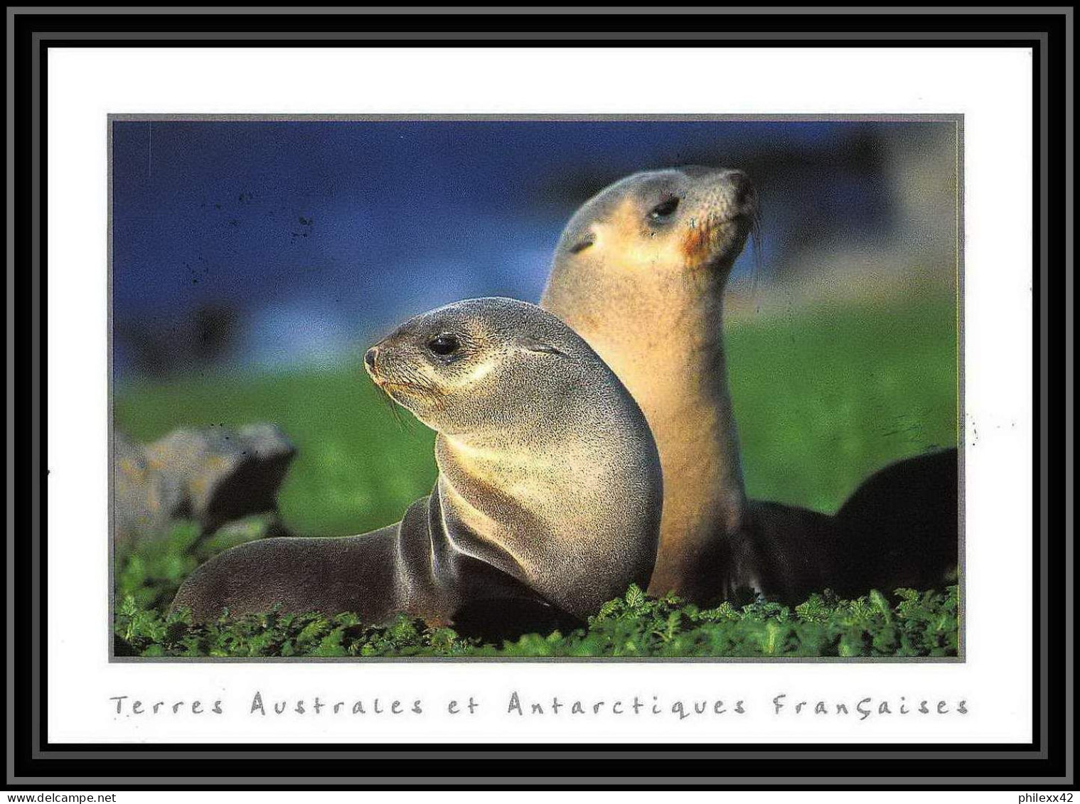 2797 Terres Australes (taaf)-carte Postale Dufresne 2 Signé Signed Op 2008/2 TREGUER Sea Elephant N°508 CROZET - Lettres & Documents