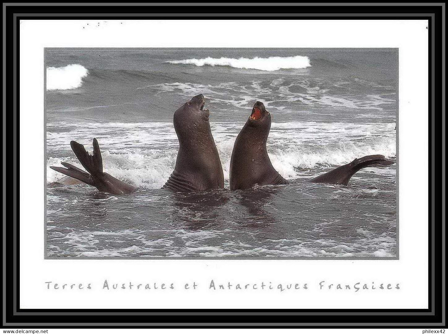 2792 ANTARCTIC Terres Australes (taaf)-carte Postale Dufresne 2 Signé Signed Op 2008/1 Crozet N° 509 2008 Sea Elephant - Lettres & Documents