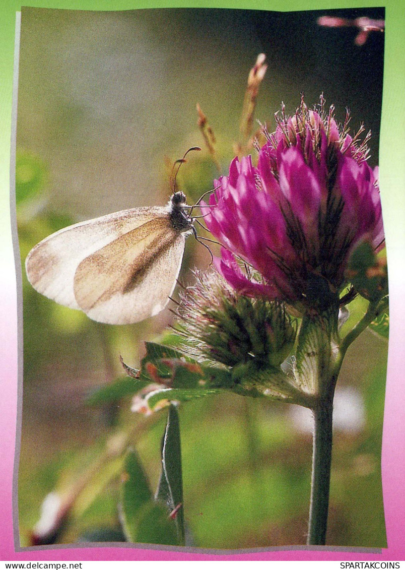FARFALLA Animale Vintage Cartolina CPSM #PBS457.A - Papillons