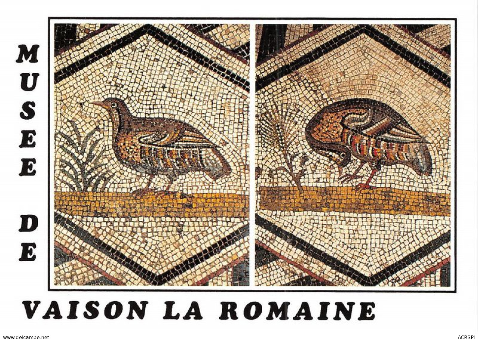 Musee De Vaison La Romaine Perdrix Details De La Mosaique Centrale De La Villa 25(scan Recto-verso) MA1167 - Vaison La Romaine