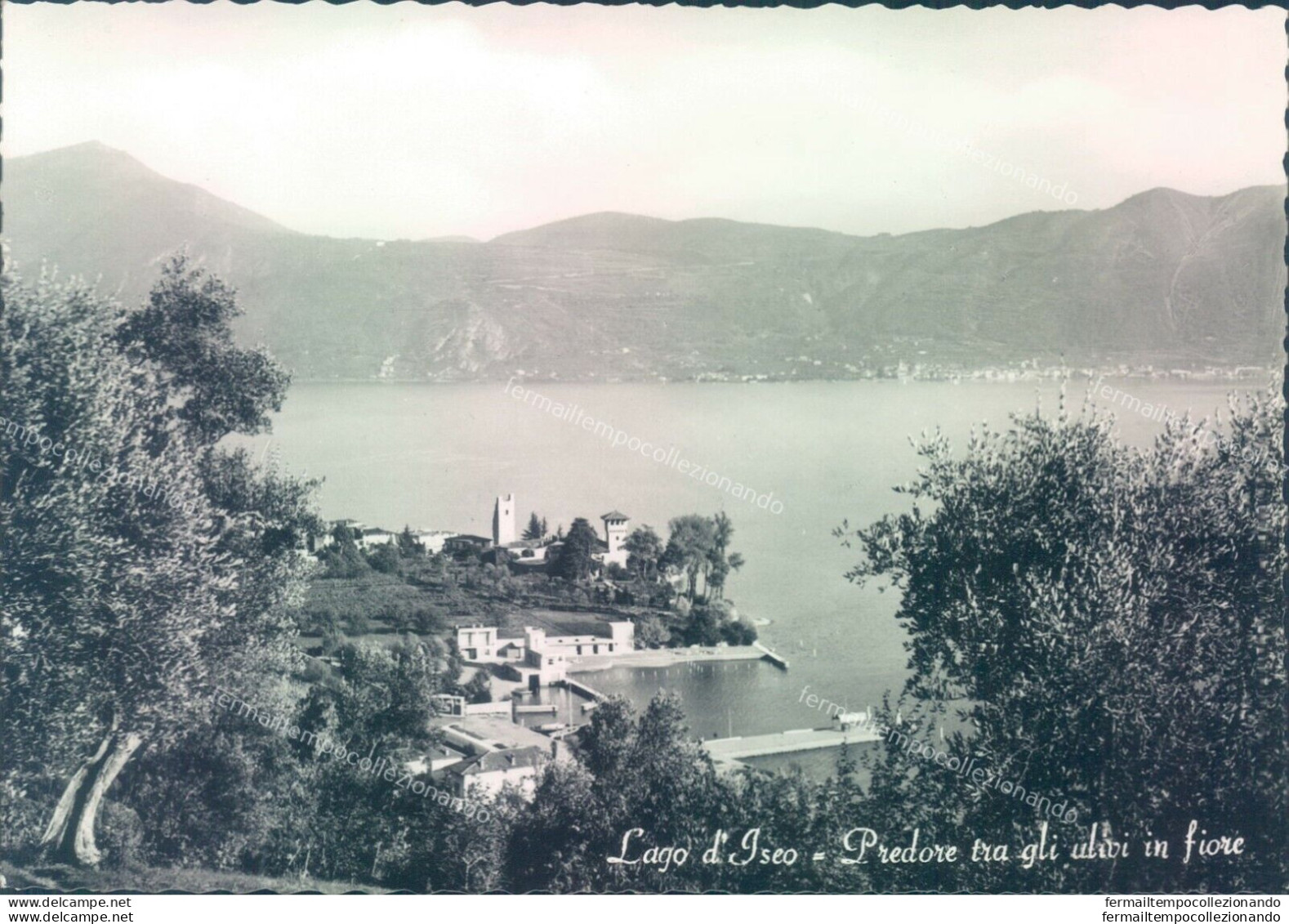 L414 Cartolina Lago D'iseo Predore Tra Gli Ulivi In Fiore Provincia Di Bergamo - Bergamo