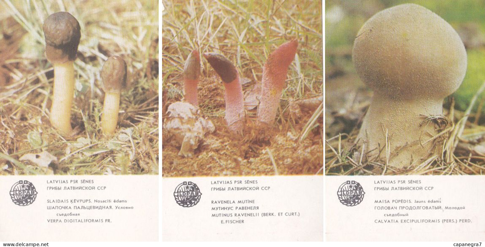 Verpa Digitaliformis, Mutinus  Ravenelii, Calvatia Excipuliformis, Mushrooms, Latvia, 1986 - Petit Format : 1981-90