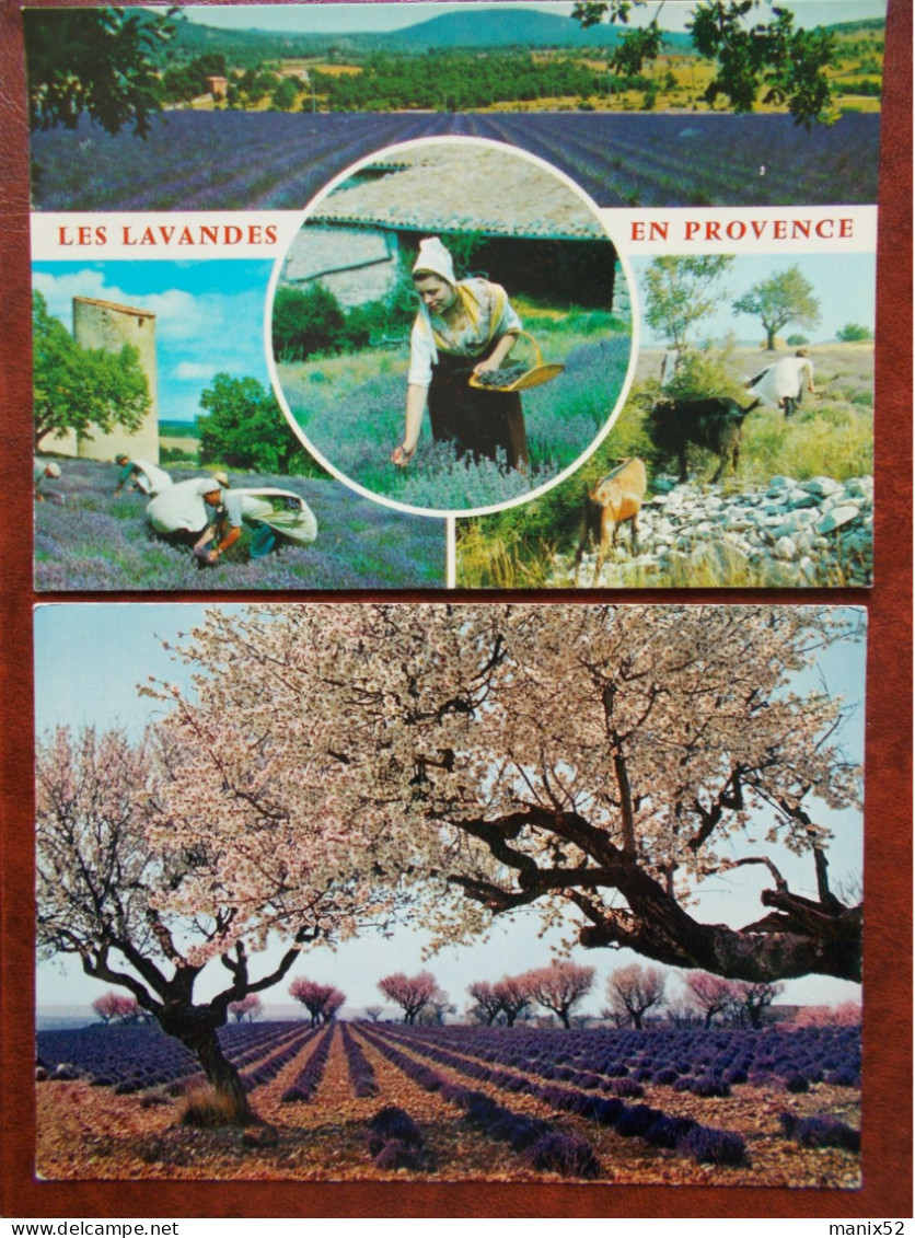 RÉGION - PROVENCE - Champs De Lavande Avec Amandiers / Cueillette. (Lot De 2 Cartes) - Provence-Alpes-Côte D'Azur