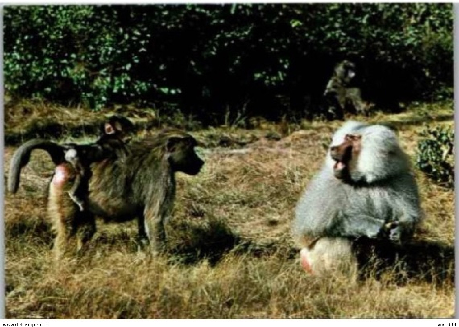 Famille De BABOUINS. -  Réserve Du Pal St Pourçain Sur Besbre. - Affen