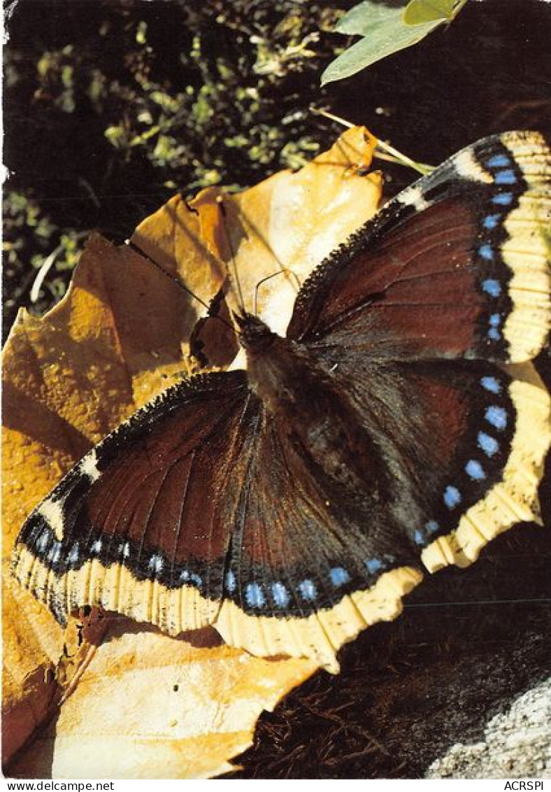 Nymphalis Antiopa PAPILLON 22(scan Recto-verso) MA1209 - Mariposas