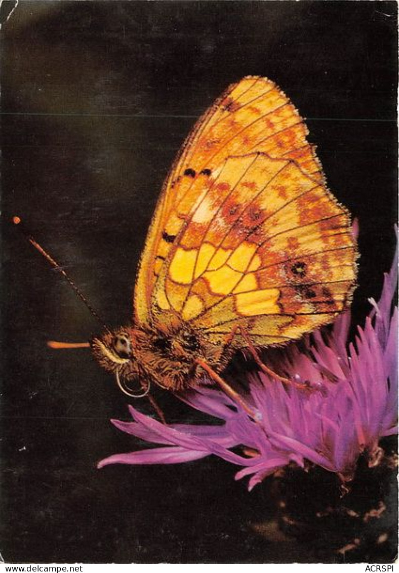 Fritillaire Papillon 21(scan Recto-verso) MA1209 - Vlinders