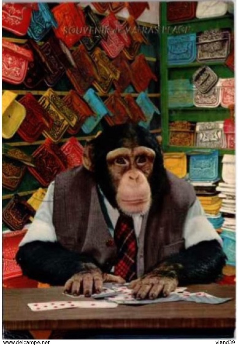 CHIMPANZE Jouant Aux Cartes  .   Carte Humoristique.  Souvenir De Valsas Plage - Apen