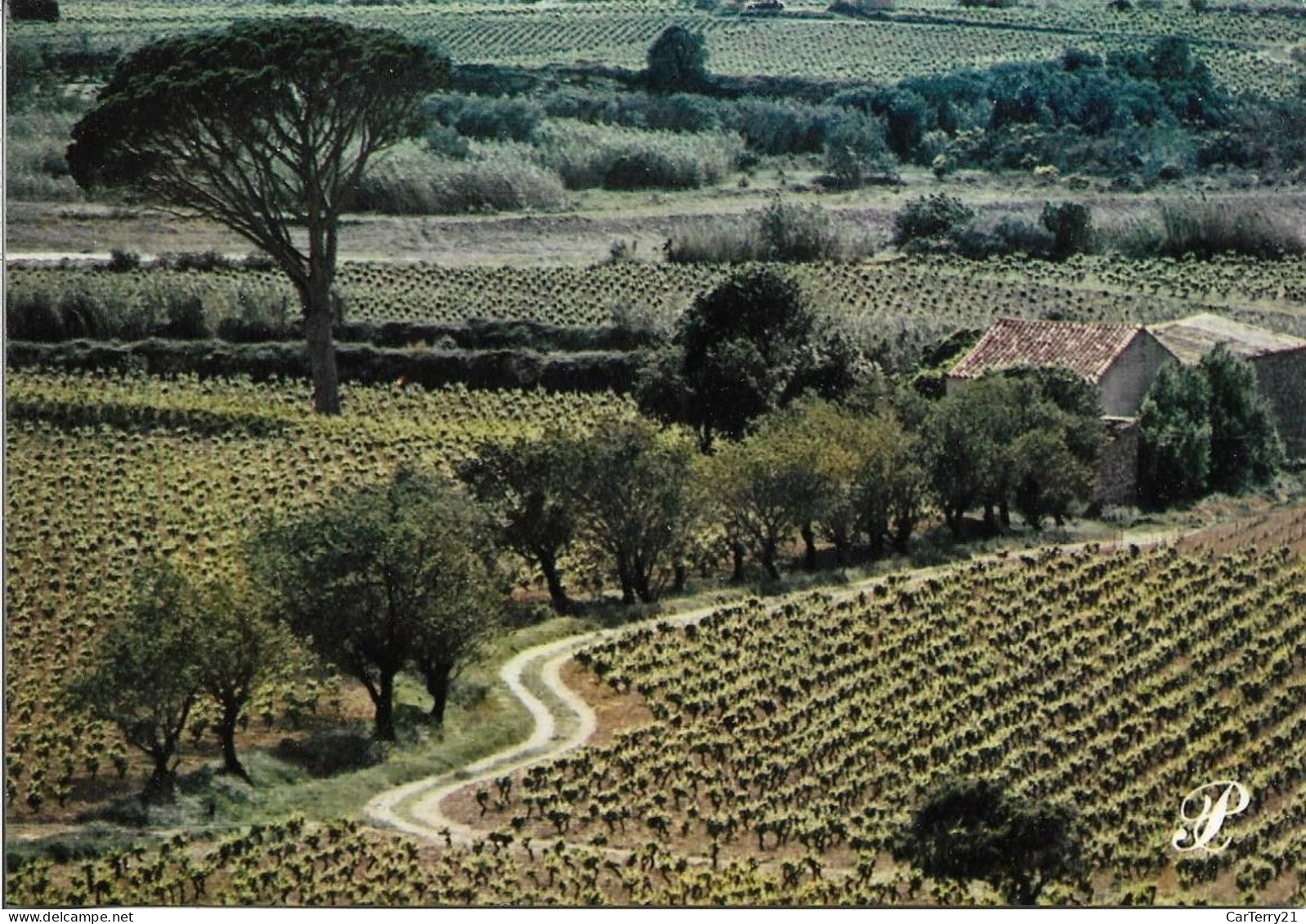 CPM. PRESTIGE ROUSSILLON. VIGNES. - Languedoc-Roussillon