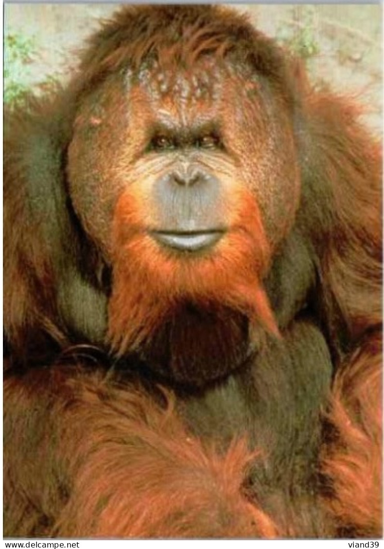 ORANG OUTANG. " Borg " -  Zoo De La Palmyre. - Monkeys