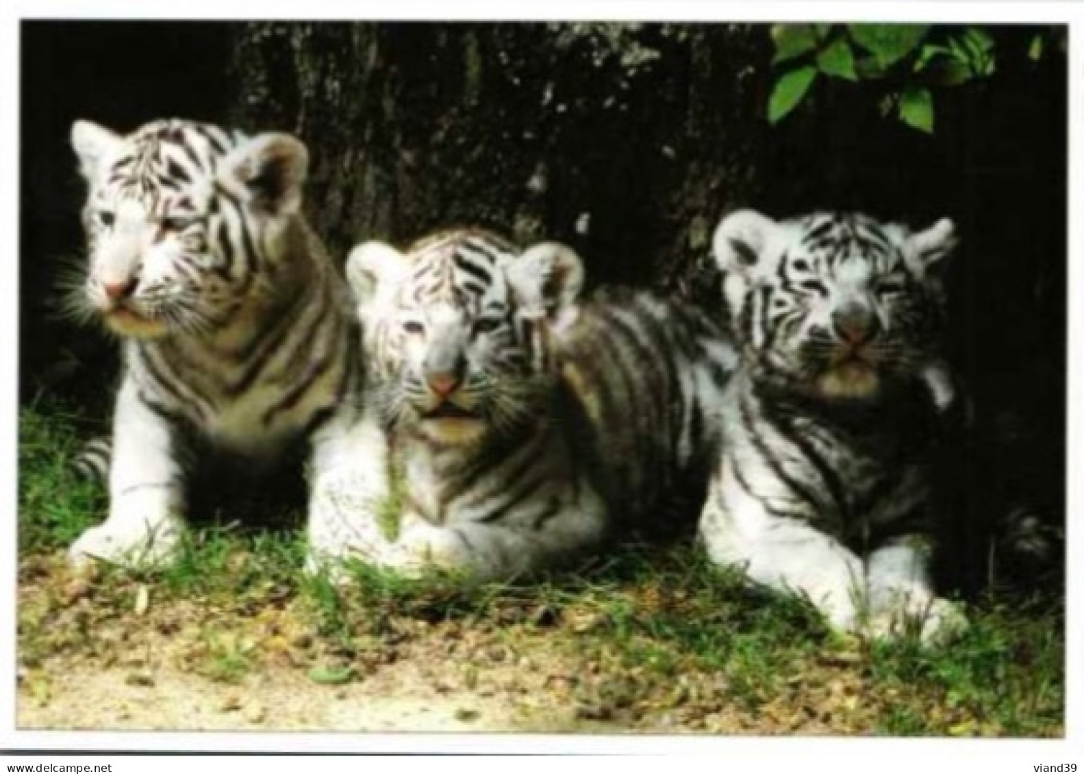 JEUNES TIGRES Blancs Nés Au Parc Zoologique De Macon Romanéche Thorens  Touro Parc - Tigres