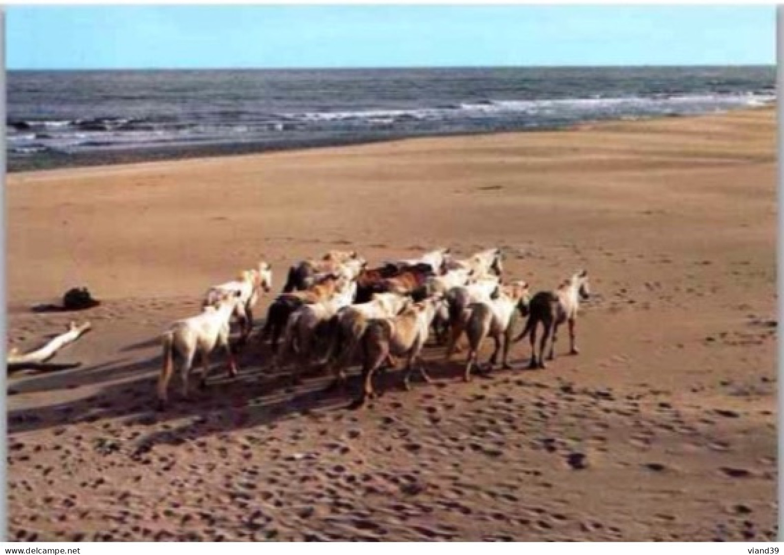 Camargue. -  Manade De Chevaux Sur La Plage - Chevaux